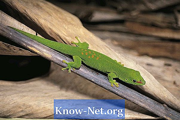 Hoe zich te ontdoen van een Gecko Lizard