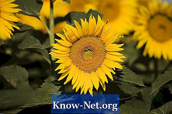 Comment sécher les tournesols pour les arrangements floraux - Des Articles
