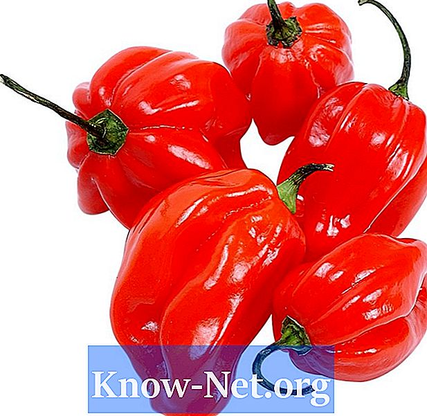 Ako premeniť čerstvý prášok z červenej papriky - Články