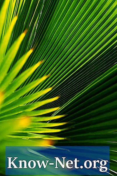Kā palaist palmu lapas