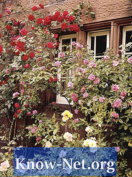Jak leczyć i zapobiegać czarnym plamom na krzewach róż?