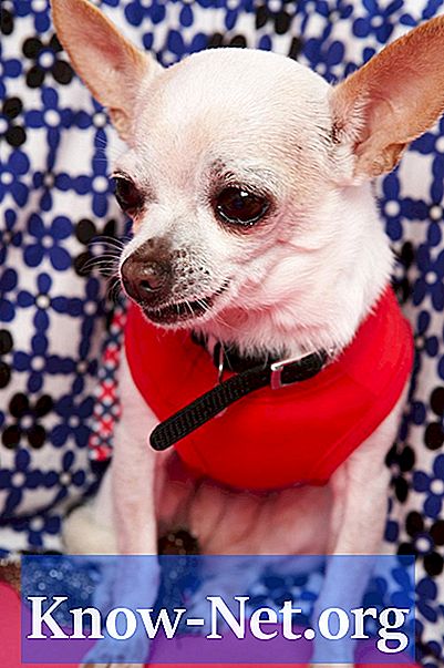 Kako trenirati svoju Chihuahua da nose higijenske prostirke