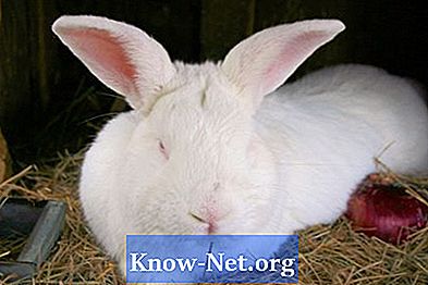 Como saber se uma coelha está grávida apenas tocando-a? - Artigos