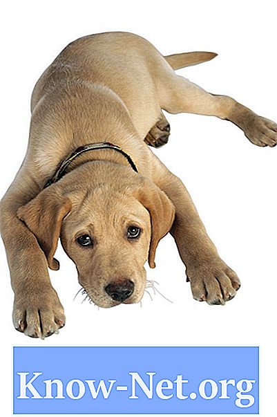 Hvordan man øger lavt antal blodplader hos hunde - Artikler
