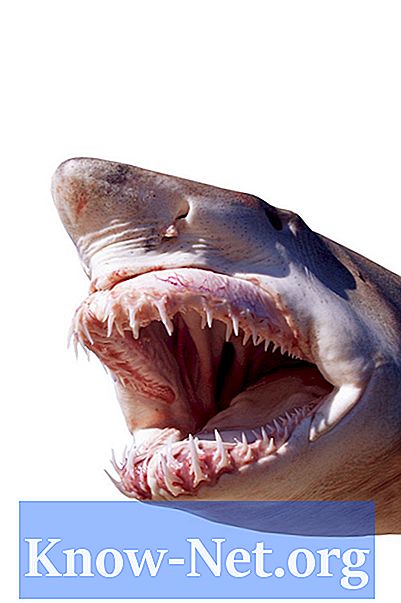 Wie kann ein Hai aus weiter Entfernung das Blut riechen?