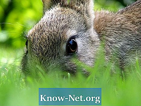 Hur använder man cayennepeppar för att försvaga kaniner? - Artiklar