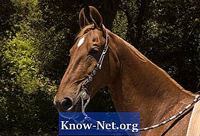 Comment vacciner les chevaux contre la rage