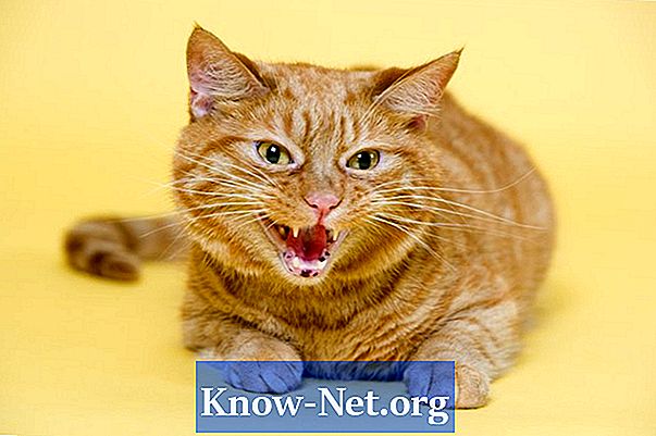 Plötsligt aggressivt beteende hos katter - Artiklar