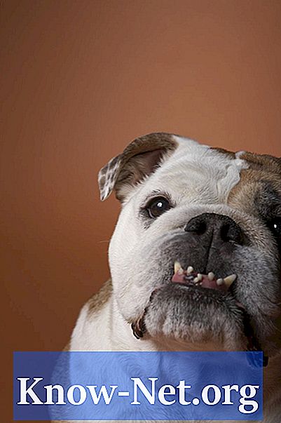 Pflege des Hundes nach einer Zahnextraktion