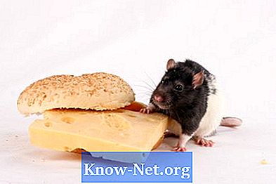 Hvad er tegn på graviditet hos rotter?