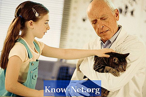 Normaler Blutzuckerspiegel bei Katzen
