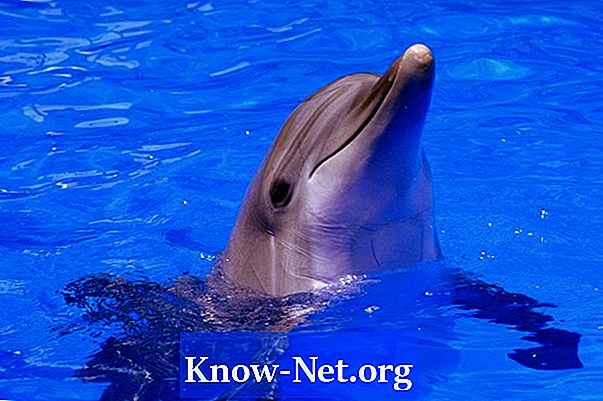 Kakšno oskrbo potrebuje mladiček iz delfinov?