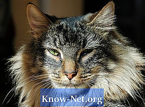 Demencja kotów: objawy i leczenie