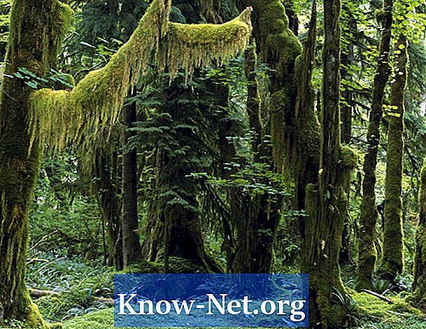 עשר עובדות מעניינות על יערות טרופיים