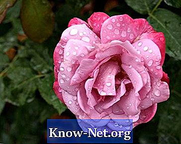 Verschiedene Schattierungen von rosa Rosen