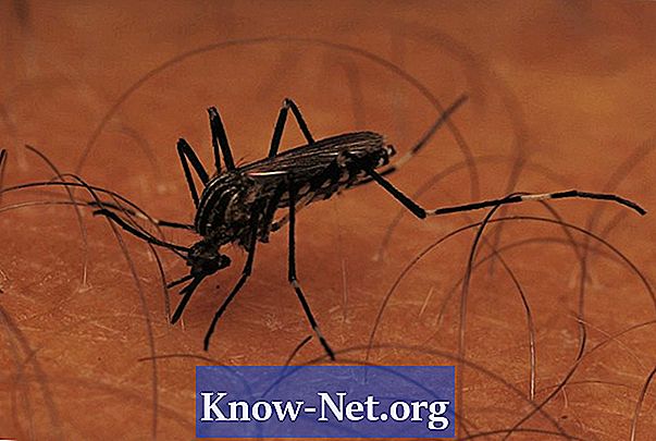 כיצד להשתמש נפט להרוג יתושים