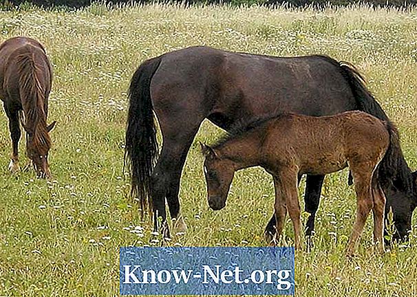 Reproductieve ziekten bij paarden