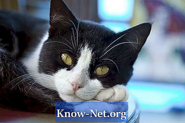 Hemreparationer för katter med magbesvär - Artiklar