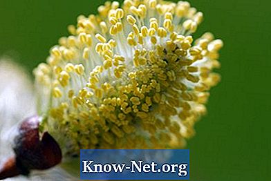 W której części kwiatu powstają ziarna pyłku?