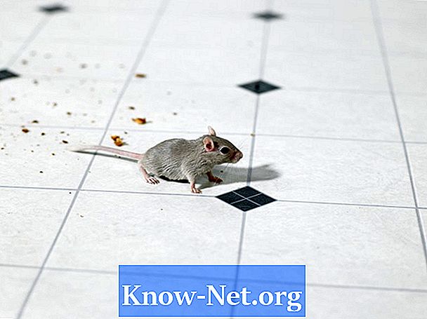 Kuidas hiiri ja hiirt hävitada - Artiklid