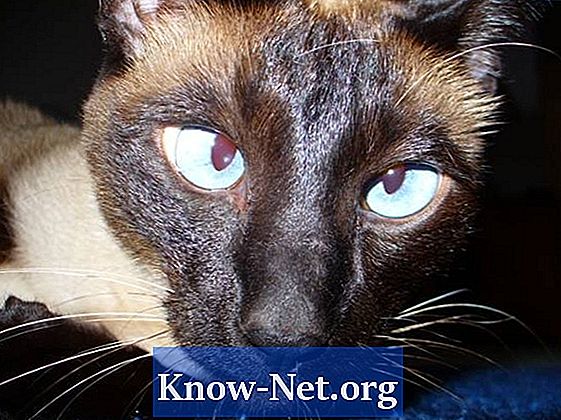 Kačių aklumas ir astigmatizmas