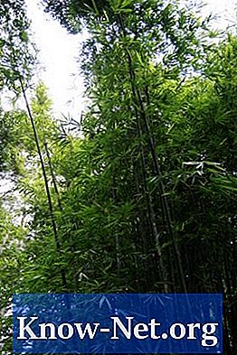 Structure de la racine de bambou