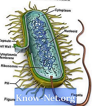 Bakterirakkude struktuur ja funktsioon