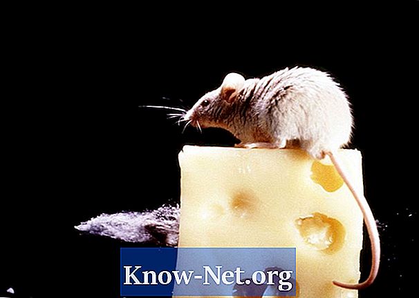 Luonnollisia tapoja päästä eroon rotista ilman tappamista