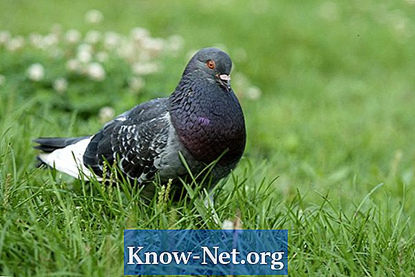 Naturalne sposoby na trzymanie gołębi z dala od dachu