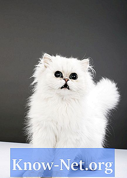 Котки: как да разбера дали имам албинос?