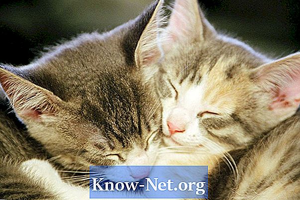 Mačke: zdravijo pri driski pri mladičih