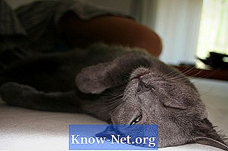 Kastrowane koty męskie i infekcje dróg moczowych - Artykuły