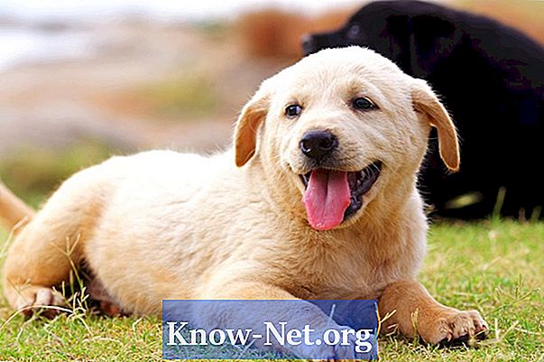 Tratamentul câinilor cu inimă dilatată și gâfâială