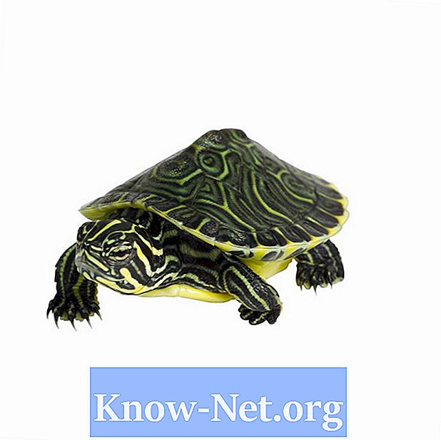 Żółta brzuchatego żółwia Przewodnik opieki nad szczeniętami