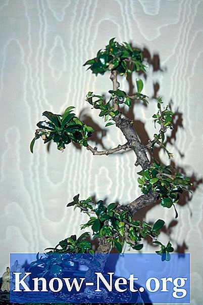 Panduan bonsai Carmona
