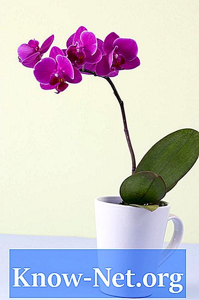 Ali obstaja način za oživitev orhideje?