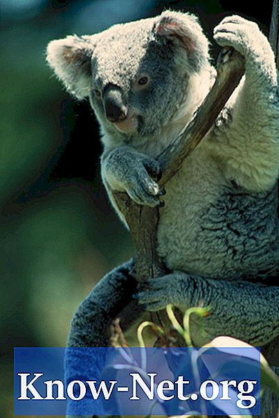 De åtta klassificeringsnivåerna av koala björnar