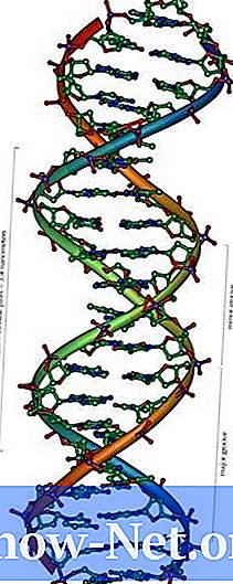 Importância do DNA