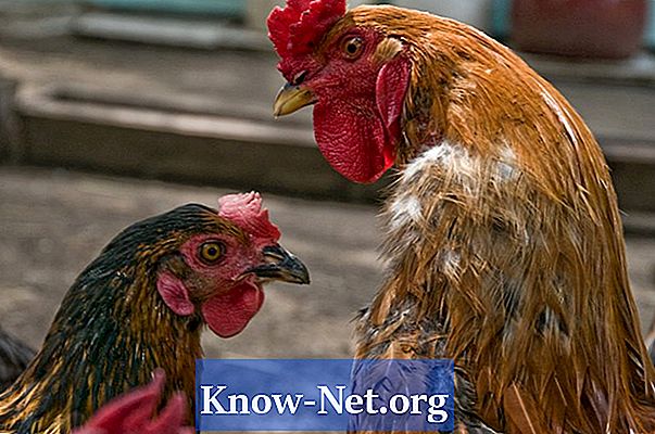 Informații privind împerecherea între cocoși și găini - Articole