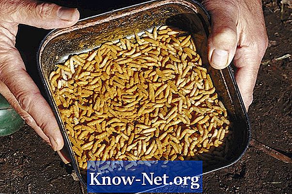 Domáce výrobky na zabíjanie odpadkov môže Larva