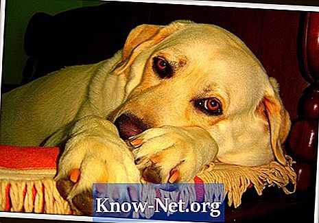 Tegn og symptomer på nyresvigt i sluttrinnet hos hunde