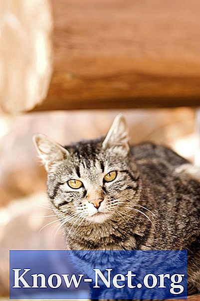 Obat Alami untuk Infeksi Saluran Kemih pada Kucing