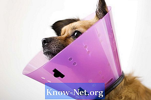 Idee per impedire a un cane di leccare il sito chirurgico