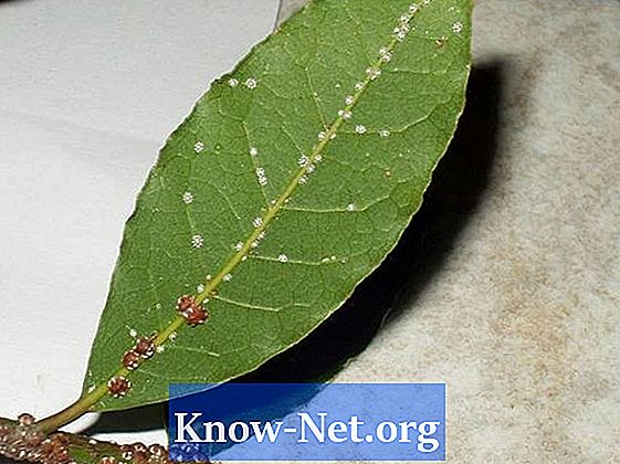 Mi az a fügefa leváltozó betegsége?