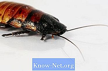 Hvad tiltrækker kakerlakker til dyner?