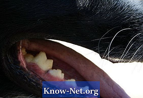 Hva forårsaker dårlig pust i hundene?