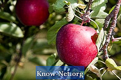 Kaj povzroča gnilobe jabolk?