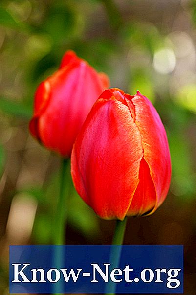Hvad skal man gøre med tulipaner, når de er færdige med at blomstre?