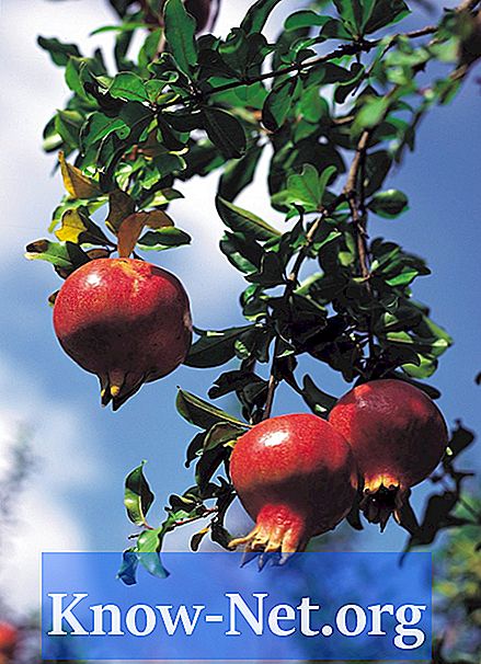 Mire van szükség a gránátalma fák gyümölcsének előállítására?