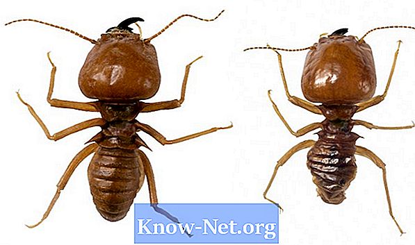 Qu'est-ce que les dégâts des termites peuvent faire chez vous? - Des Articles
